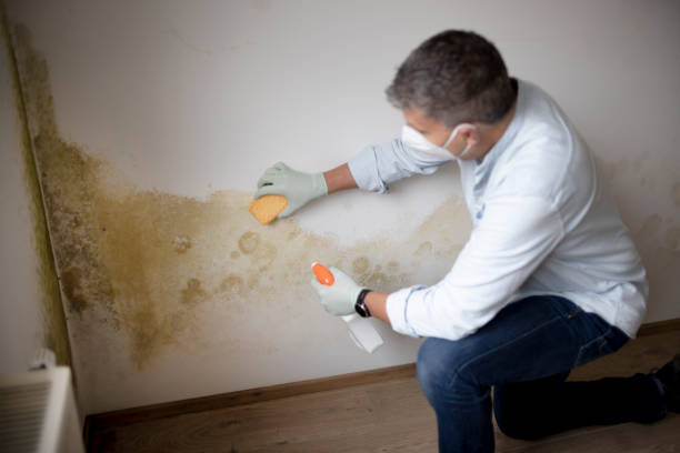 Best Crawl Space Mold Remediation  in Lake Holiday, IN