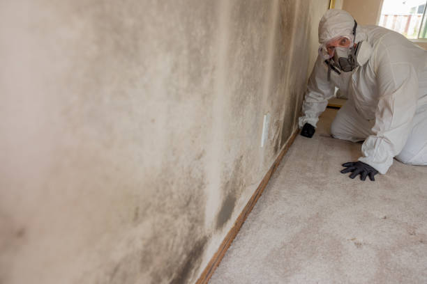  Lake Holiday, IN Mold Removal Pros